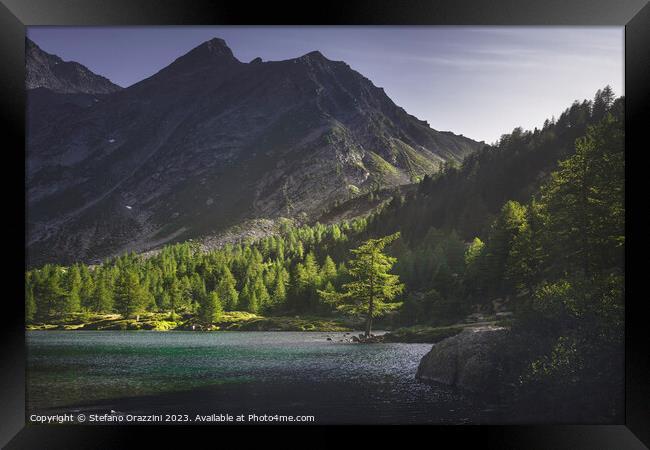 A fir tree along the shores of Lake Arpy at sunset. Aosta Valley Framed Print by Stefano Orazzini