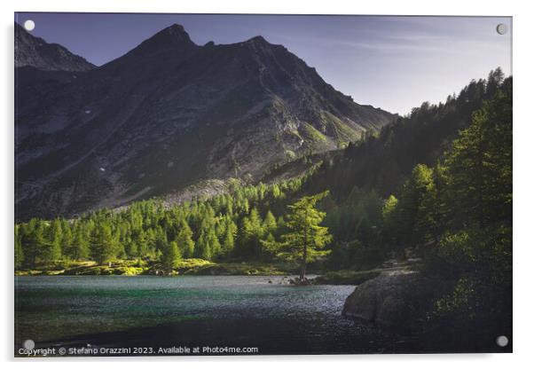 A fir tree along the shores of Lake Arpy at sunset. Aosta Valley Acrylic by Stefano Orazzini