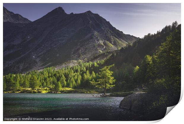 A fir tree along the shores of Lake Arpy at sunset. Aosta Valley Print by Stefano Orazzini