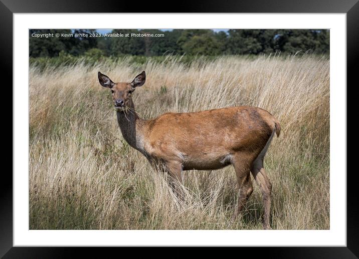 Deer enjoying walking through and eating the long grass Framed Mounted Print by Kevin White