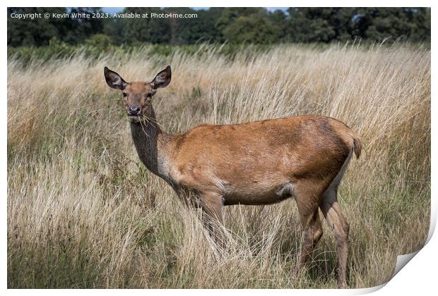 Deer enjoying walking through and eating the long grass Print by Kevin White