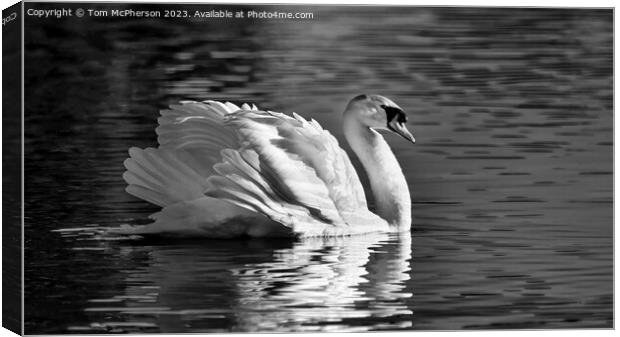 Swan's Serene Sojourn Canvas Print by Tom McPherson