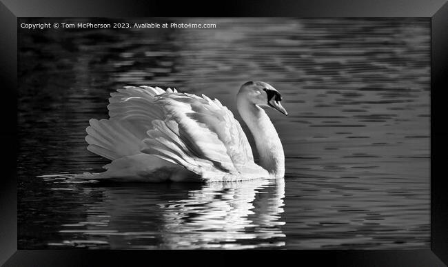 Swan's Serene Sojourn Framed Print by Tom McPherson