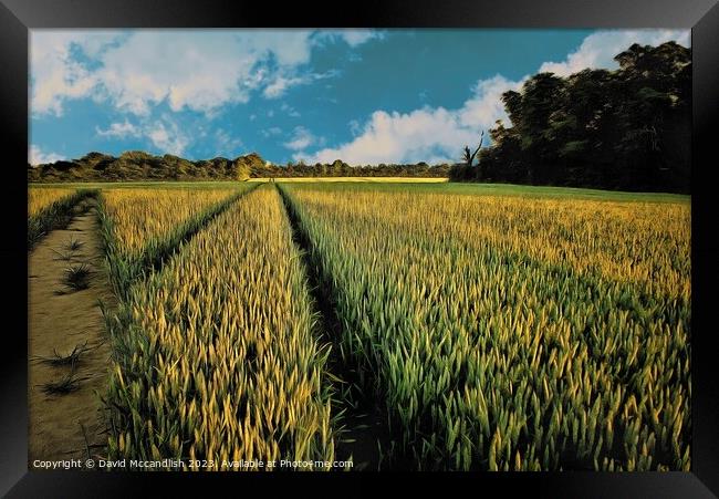 Barley Field  Suffolk Framed Print by David Mccandlish