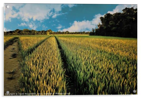 Barley Field  Suffolk Acrylic by David Mccandlish