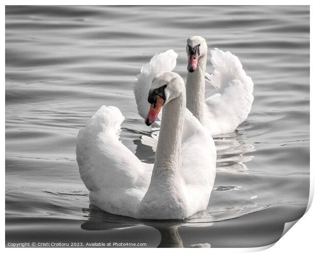 Two graceful white swans. Print by Cristi Croitoru