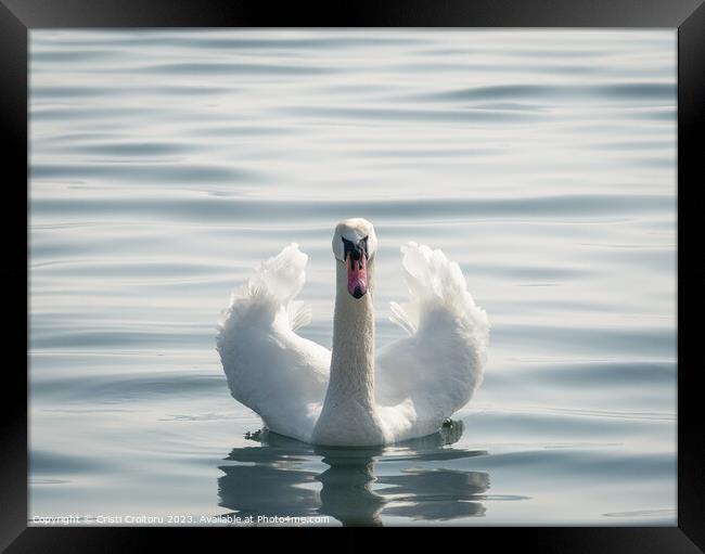 Graceful white swan. Framed Print by Cristi Croitoru