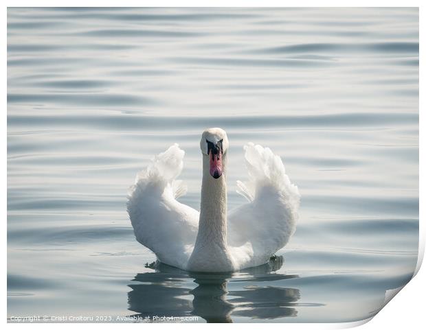 Graceful white swan. Print by Cristi Croitoru