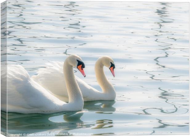 Two graceful white swans. Canvas Print by Cristi Croitoru
