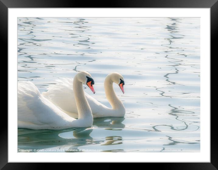 Two graceful white swans. Framed Mounted Print by Cristi Croitoru
