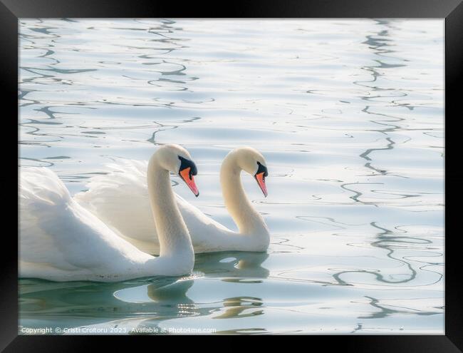 Two graceful white swans. Framed Print by Cristi Croitoru