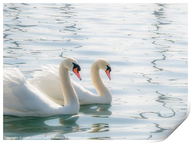 Two graceful white swans. Print by Cristi Croitoru