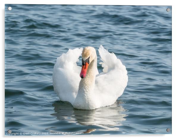 Graceful white swan. Acrylic by Cristi Croitoru