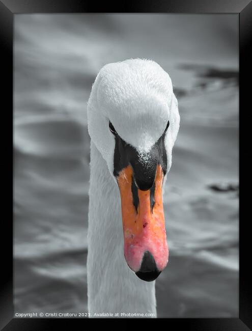 Head of a white swan. Framed Print by Cristi Croitoru
