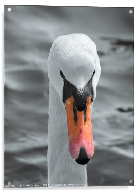 Head of a white swan. Acrylic by Cristi Croitoru