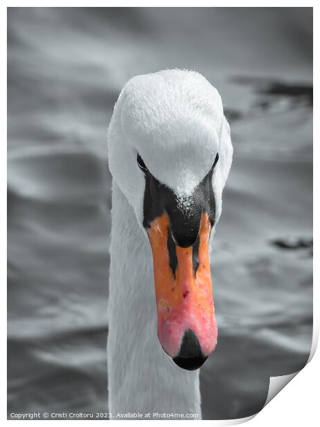 Head of a white swan. Print by Cristi Croitoru