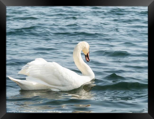 Graceful white swan. Framed Print by Cristi Croitoru