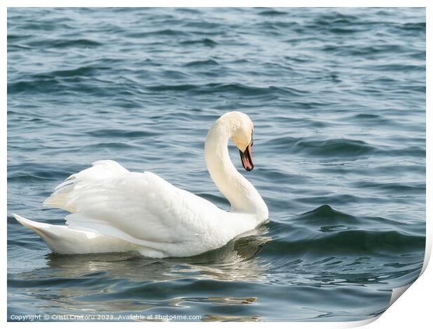 Graceful white swan. Print by Cristi Croitoru