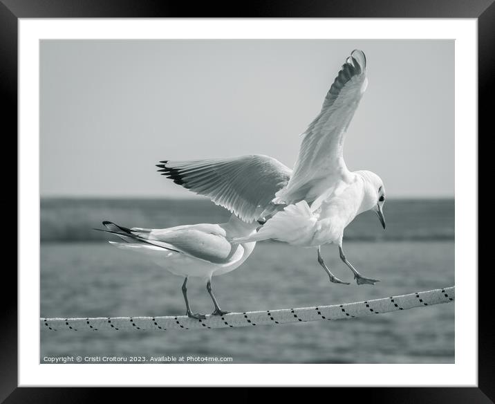 Seagulls. Framed Mounted Print by Cristi Croitoru