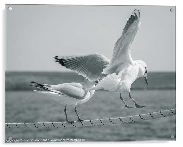 Seagulls. Acrylic by Cristi Croitoru