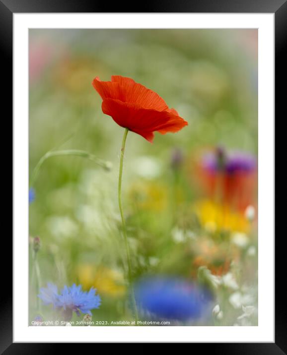  wind blown Poppy flower Framed Mounted Print by Simon Johnson