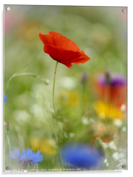  wind blown Poppy flower Acrylic by Simon Johnson