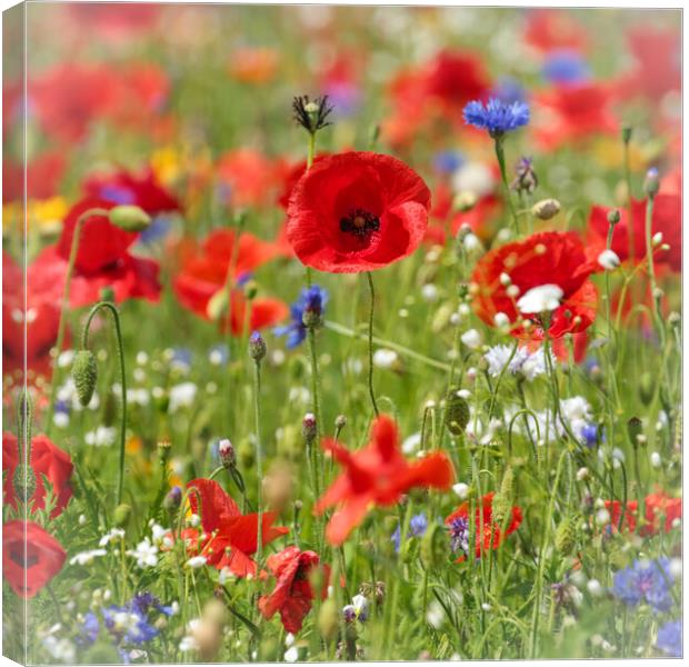 poppies and wild flowers  Canvas Print by Simon Johnson