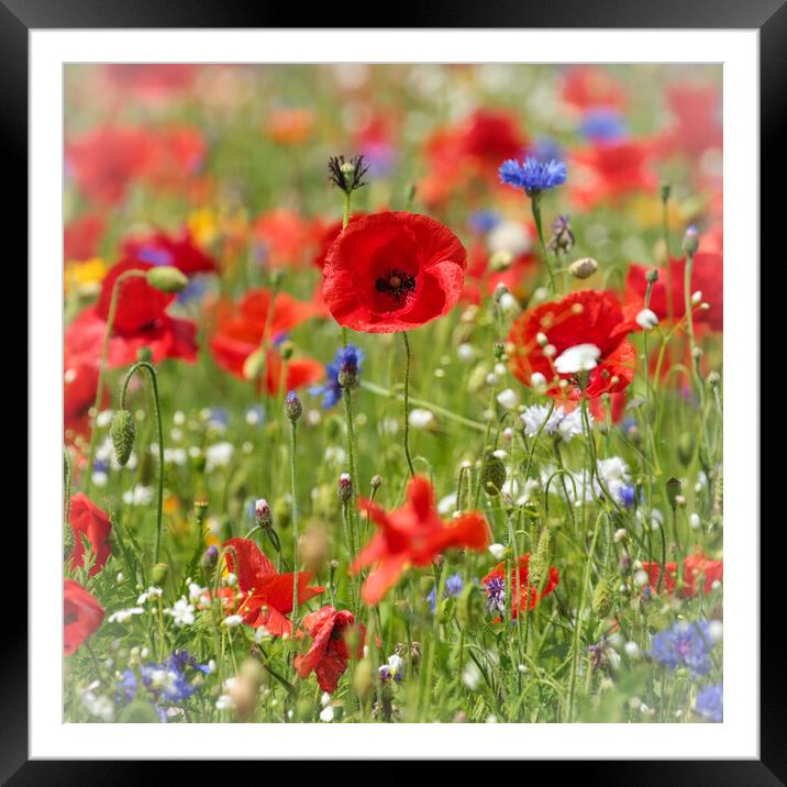 poppies and wild flowers  Framed Mounted Print by Simon Johnson