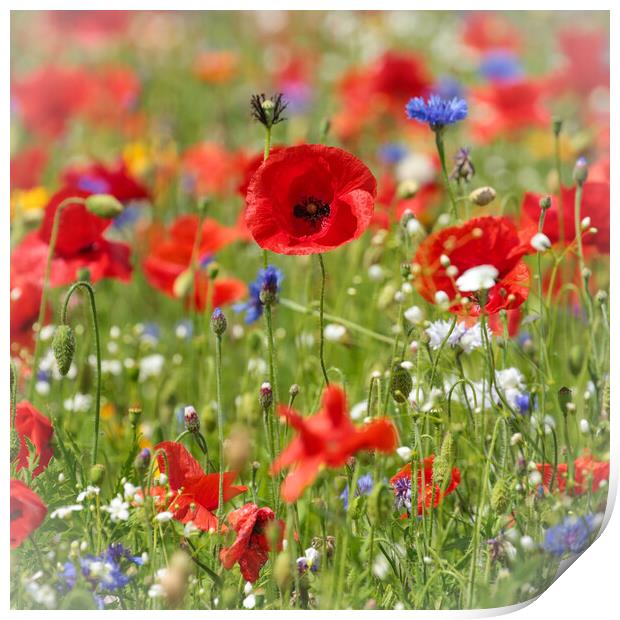 poppies and wild flowers  Print by Simon Johnson