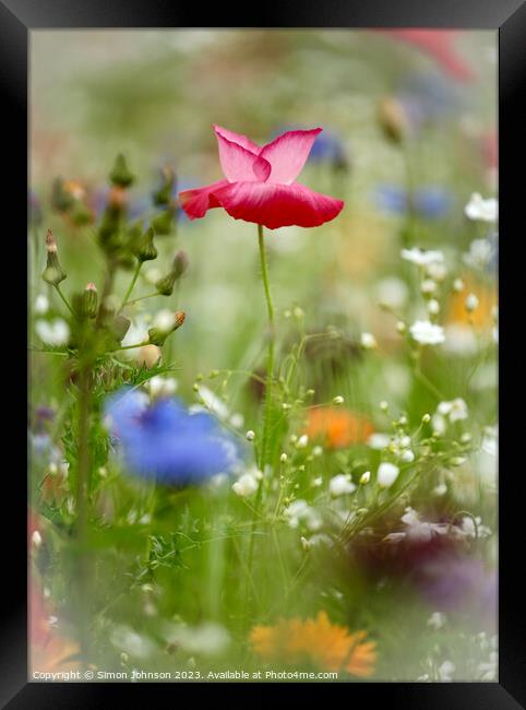 Poppy flower Framed Print by Simon Johnson