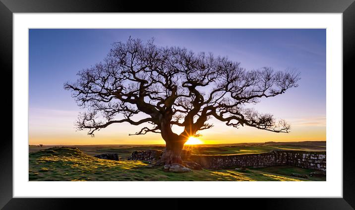 Plant tree at sunset Framed Mounted Print by Guido Parmiggiani