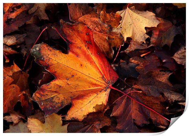 Autumn Leaves Print by Will Black