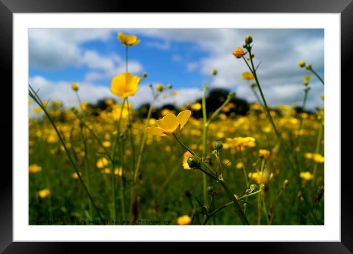 Buttercups, Lawn Woods, United Kingdom,  Framed Mounted Print by Michaela Gainey