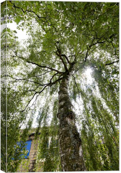 Tree Fountain Canvas Print by Glen Allen