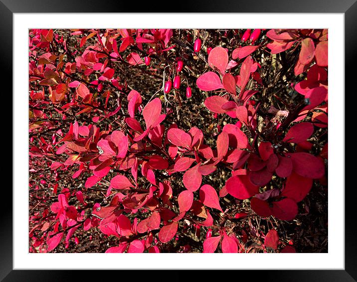 Autumn glory Framed Mounted Print by Robert Gipson