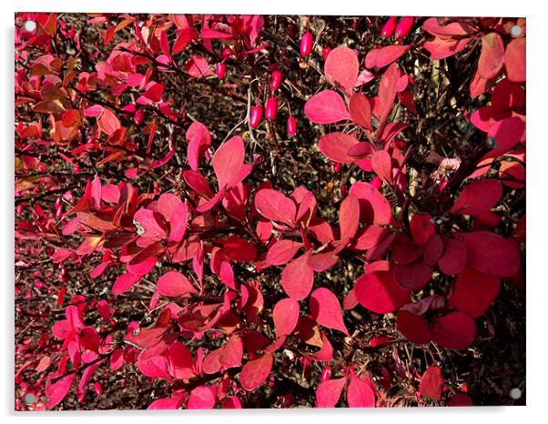 Autumn glory Acrylic by Robert Gipson
