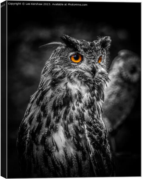 Captivating Gaze at Ebbw Vale Owl Sanctuary Canvas Print by Lee Kershaw