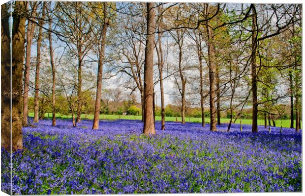 Enchanting Bluebell Canopy, Oxfordshire's Heart Canvas Print by Andy Evans Photos