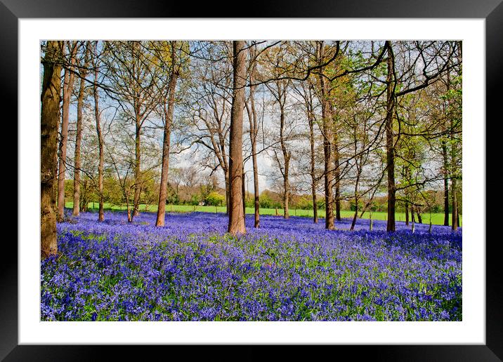 Enchanting Bluebell Canopy, Oxfordshire's Heart Framed Mounted Print by Andy Evans Photos