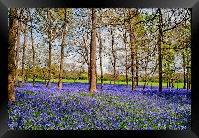 Enchanting Bluebell Canopy, Oxfordshire's Heart Framed Print by Andy Evans Photos