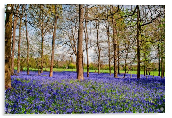 Enchanting Bluebell Canopy, Oxfordshire's Heart Acrylic by Andy Evans Photos