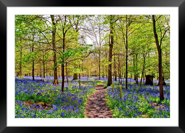 Enchanting Bluebell Woodland, Oxfordshire Framed Mounted Print by Andy Evans Photos