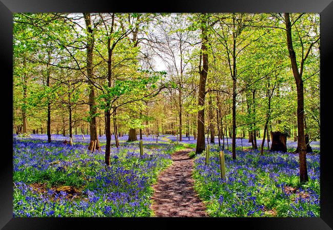 Enchanting Bluebell Woodland, Oxfordshire Framed Print by Andy Evans Photos