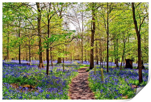 Enchanting Bluebell Woodland, Oxfordshire Print by Andy Evans Photos