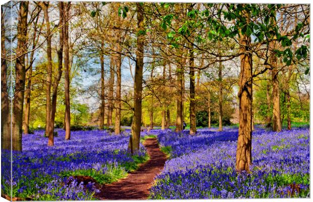 Enchanting Bluebell Woods: Oxfordshire's Spring De Canvas Print by Andy Evans Photos