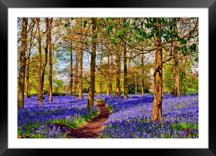 Enchanting Bluebell Woods: Oxfordshire's Spring De Framed Mounted Print by Andy Evans Photos