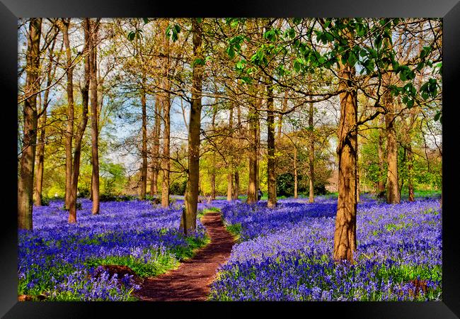 Enchanting Bluebell Woods: Oxfordshire's Spring De Framed Print by Andy Evans Photos
