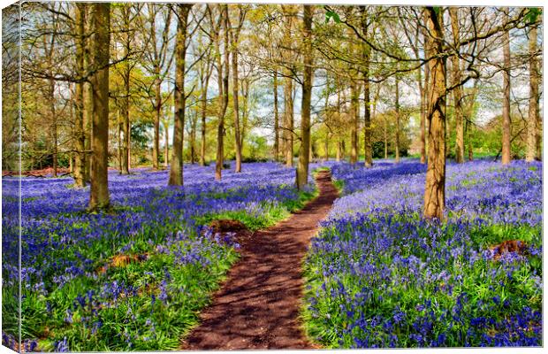 Oxfordshire's Enchanting Bluebell Woodland Canvas Print by Andy Evans Photos