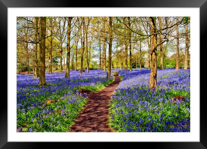 Oxfordshire's Enchanting Bluebell Woodland Framed Mounted Print by Andy Evans Photos