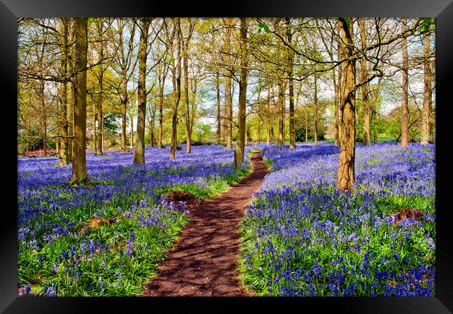 Oxfordshire's Enchanting Bluebell Woodland Framed Print by Andy Evans Photos